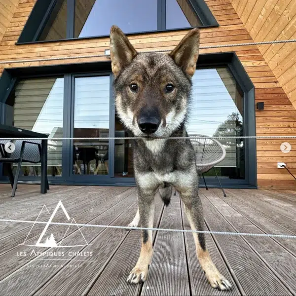Chien Shikoku sur la terrasse d’un chalet A-Frame aux Atypiques Chalets