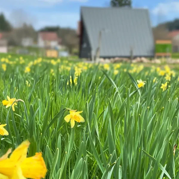 Jonquilles au printemps Vosges - Les Atypiques Chalets Vosges Champ de jonquilles au printemps avec un chalet atypique en arrière-plan dans la campagne vosgienne